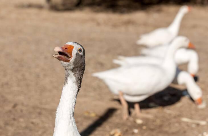 Monte Do Serrado De Baixo - T4 エヴォラ エクステリア 写真